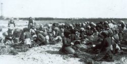 Baumschularbeit war Handarbeit für viele Menschen. Das Bild entstand um 1914 und zeigt Frauen beim Sortieren und Bündeln von Jungpflanzen