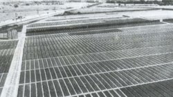 Die frühe Luftaufnahme zeigt es: schon um 1920 prägten Baumschulkulturen die Landschaft in weiten Teilen des Kreises Pinneberg