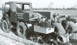 Nach dem Zweiten Weltkrieg begann die Mechanisierung in großem Umfang. Doch noch immer setzt die Hand des Menschen die Pflanzen in den Boden