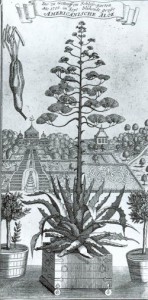 "Die zu Gottorff im Schlossgarten Anno 1705 im Sept. blühende große Americhanische Aloe". Nicht signierter Kupferstich. Man sieht links den oberen Teil der Terrassenanlage des Neuwerk-Gartens mit der Amalienburg, die als Gemäldegalerie diente, und rechts einen Gartenpavillion