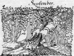 Illustration von 1771, die Kolonisten davor warnen sollte, die Kartoffeln vor der Zeit zu ernten