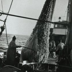 Ein "Hief" kommt an Deck. Bild von der Arbeit auf See auf einem Glückstädter Dampflogger
