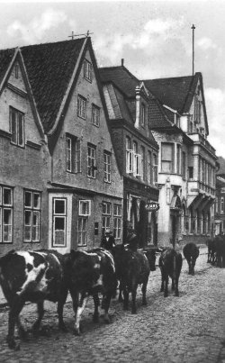 Über Jahrzehnte ein gewohntes Bild für die Husumer: Auftrieb durch die Neustadt zum Viehmarkt