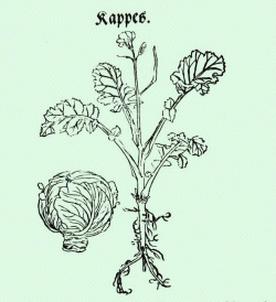 Wild- und Kopfkohl in einem Kräuterbuch von 1532