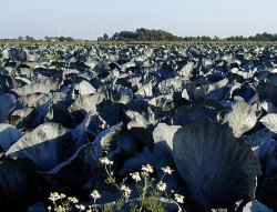 Auch in "schlechten Jahren" gedeiht in Dithmarschen der Kohl