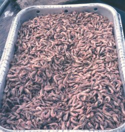 So kennen wir die Krabben: rotbraun nach dem Kochen in Salzwasser