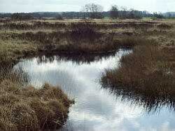 Verlandener Torfstich in einem Moor bei Rederstall