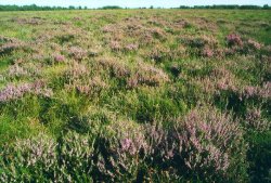 Heideblüte im Weißen Moor bei Blankenmoor. Mit diesem Stadium ist schon der Übergang eines Moores erreicht.