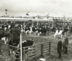 Tierschau auf der NORLA 1971. Nachdem die Ausstellung 1961 auf das Südufer des Kanals umgezogen war, ist nun auch die Hochbrücke von der anderen Seite zu sehen.