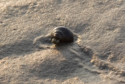Der große biologische Reichtum sind die Bewohner des Wattbodens wie die Wattschnecke