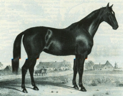 Das Ideal einer "Dithmarscher Stute". Die Lithographie stammt von 1847 als der "Holsteiner" als Rasse noch kein fester Begriff war