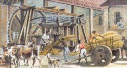 Gleich nach dem Ernten kam das Zuckerrohr in die „Mühle“